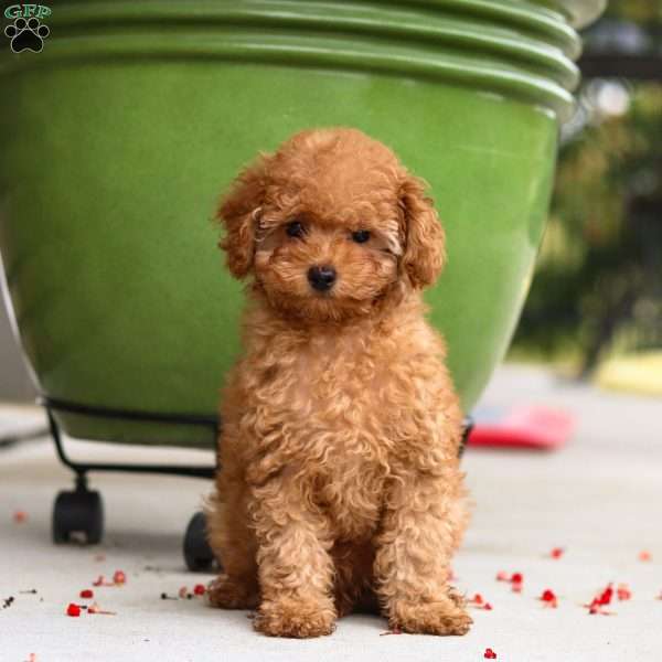 Charlie, Cavapoo Puppy